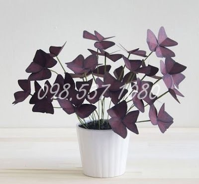 Cây Bướm Đêm 103 Cây Bướm Đêm 103