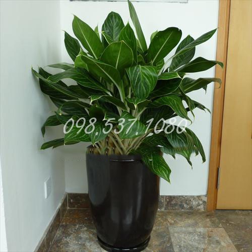 Cây Bạch Mã Hoàng Tử 003