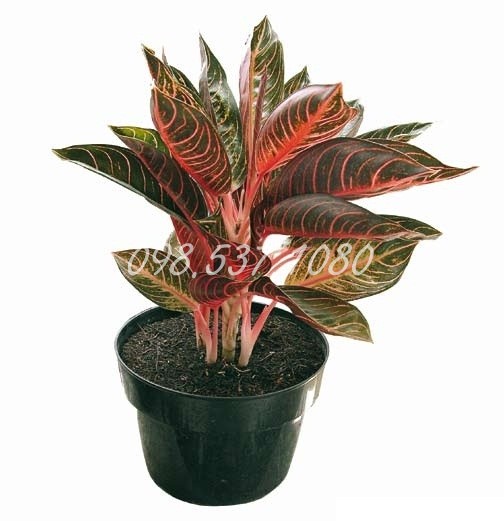 Cây Bao Thanh Thiên 005