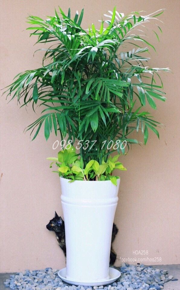 Cây Cau Hawai 006 Cây Cau Hawai 006