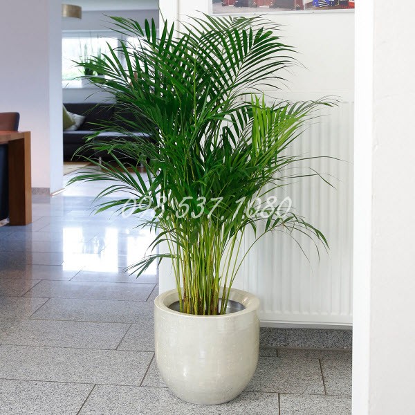 Cây Cau Vàng 033 Cây Cau Vàng 033