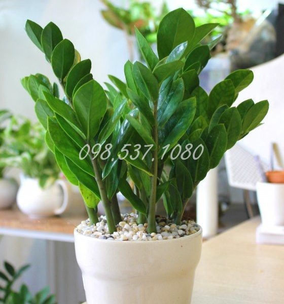 Cây Kim Tiền 025 Cây Kim Tiền 025