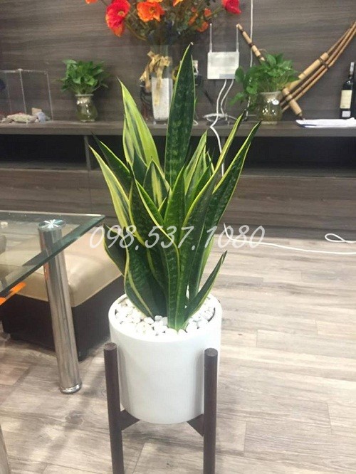 Cây Lưỡi Hổ 028 Cây Lưỡi Hổ 028
