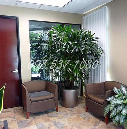 Cây Mật Cật 030