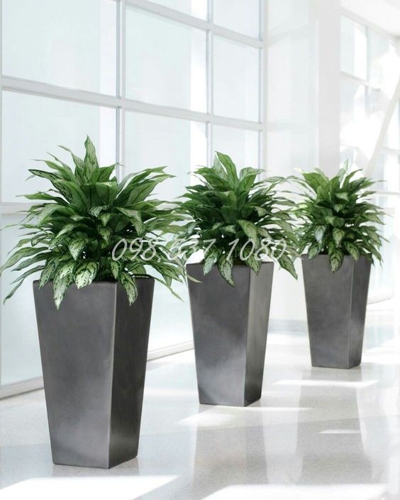 Cây Ngân Hậu 032 Cây Ngân Hậu 032