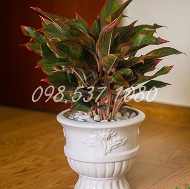 Cây Phú Quý 035 Cây Phú Quý 035