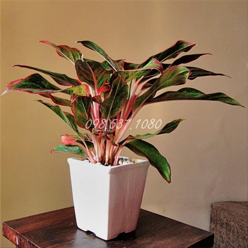 Cây Phú Quý 102 Cây Phú Quý 102