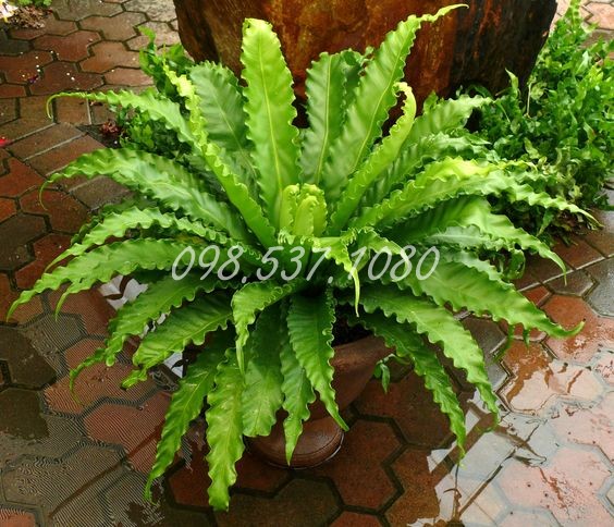 Cây Tổ Yến 038