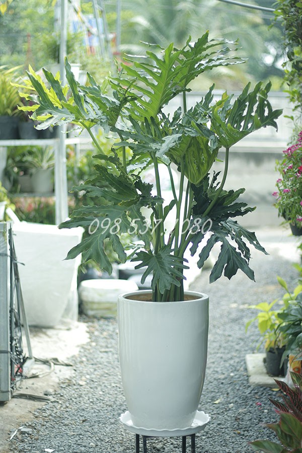 Cây Trầu Bà Thanh Xuân 049 Cây Trầu Bà Thanh Xuân 049