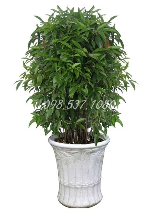 Cây Trúc Nhật 045 Cây Trúc Nhật 045