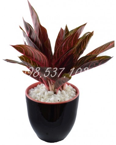 Cây Vạn Lộc 046 Cây Vạn Lộc 046