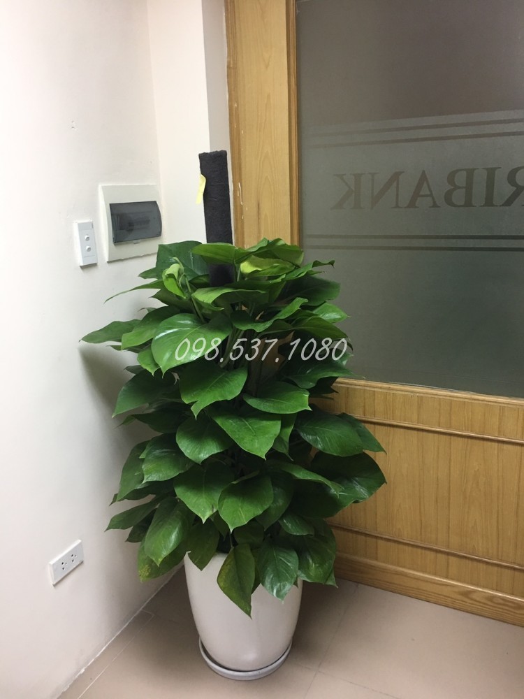 Cây Vạn Niên Thanh 048 Cây Vạn Niên Thanh 048