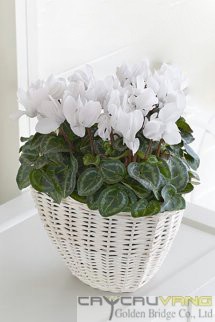 Christmas 015 Christmas 015