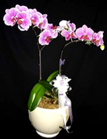 Lan Hồ Điệp 001