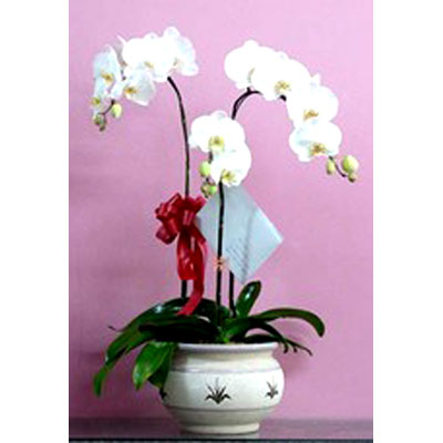 Lan Hồ Điệp 002 Lan Hồ Điệp 002