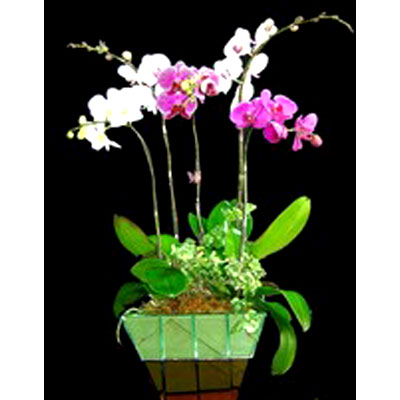 Lan Hồ Điệp 004 Lan Hồ Điệp 004