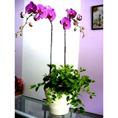 Lan Hồ Điệp 006 Lan Hồ Điệp 006