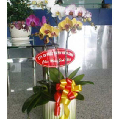 Lan Hồ Điệp 012 Lan Hồ Điệp 012