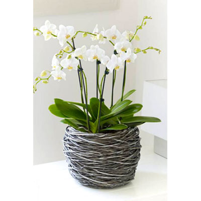 Lan Hồ Điệp 013 Lan Hồ Điệp 013