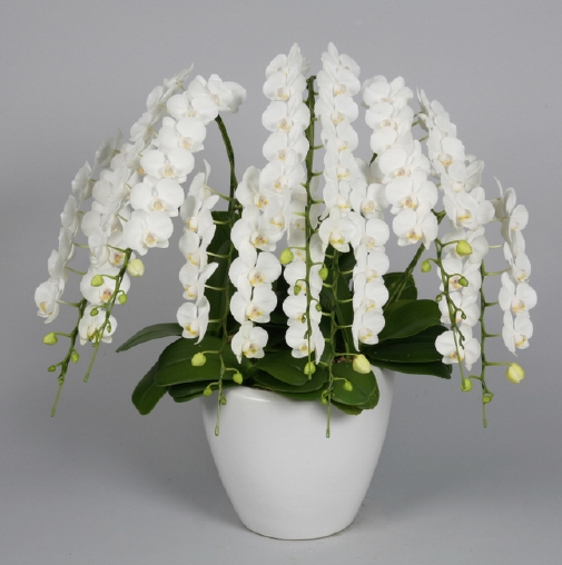 Lan Hồ Điệp 037 Lan Hồ Điệp 037