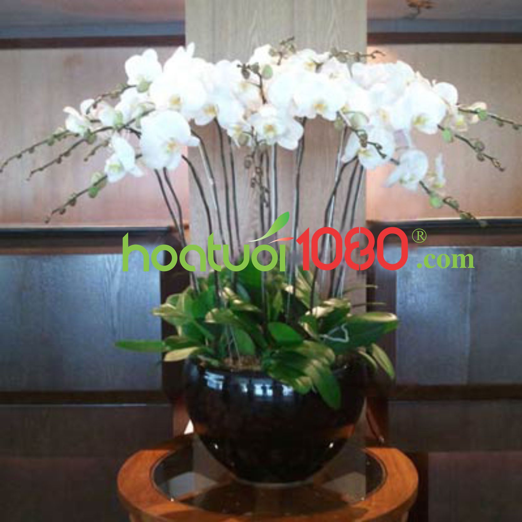 Lan Hồ Điệp 048 Lan Hồ Điệp 048