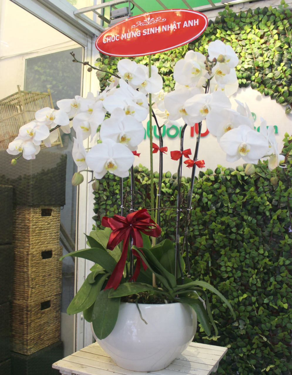 Lan Hồ Điệp 056