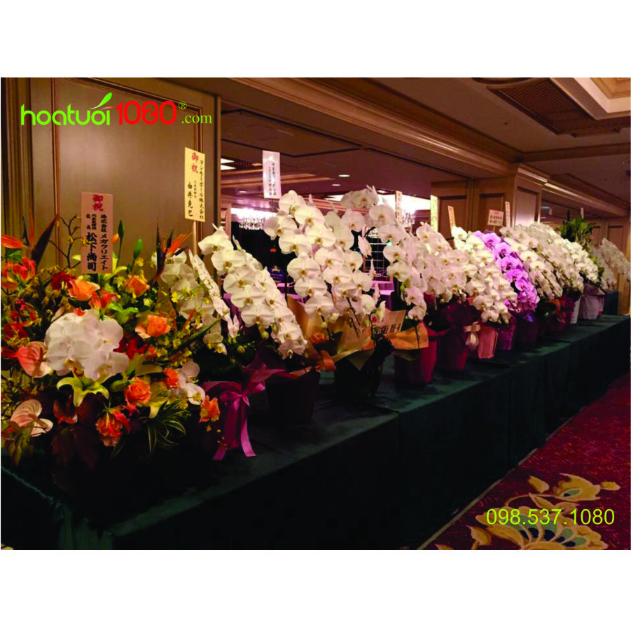 Lan Hồ Điệp kiểu Nhật