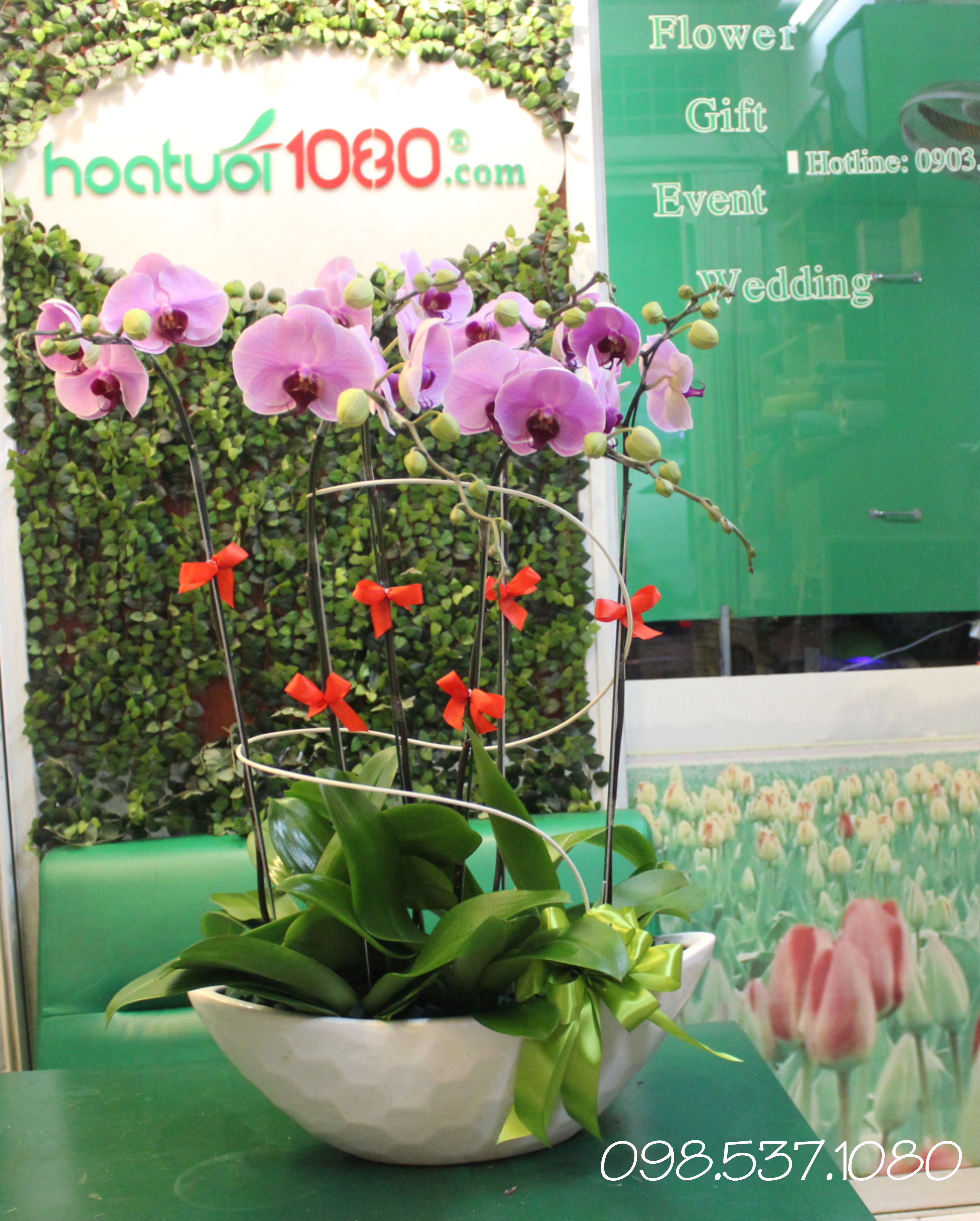Lan Hồ Điệp 061