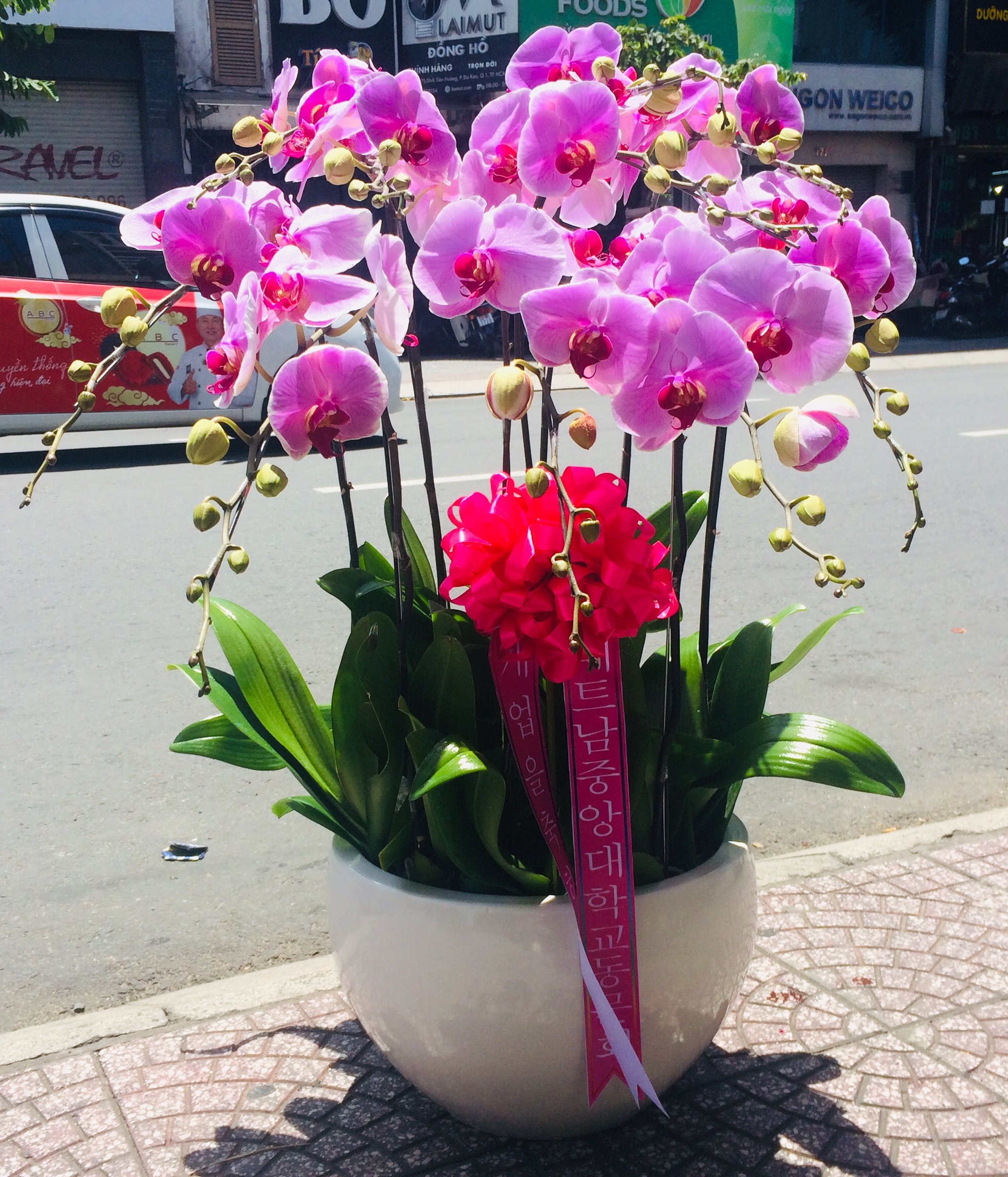 Lan Hồ Điệp Kiểu Hàn Quốc