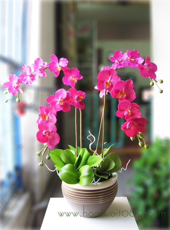 Lan hồ điệp 025