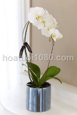 Mẫu yêu thích 005 Mẫu yêu thích 005