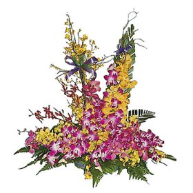 Orchid Arrangement Orchid Arrangement