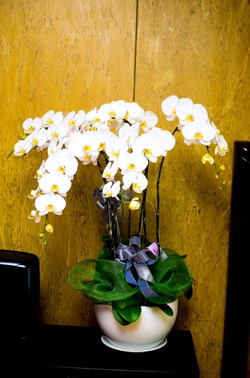 Mẫu yêu thích 143