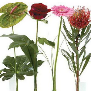 Single Flower Presentation Single Flower Presentation