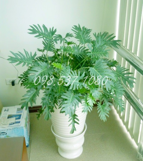 Trầu Bà Bàn Tay Phật 042 Trầu Bà Bàn Tay Phật 042