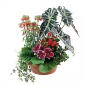Arrangement of Plants