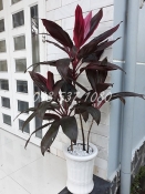 Cây Huyết Dụ 021