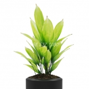 Cây Tỏi Rừng 037