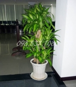 Cây Thiết Một Lan 040