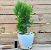 Cây Trắc Bách Diệp 041
