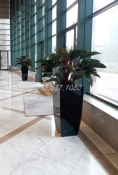 Cây Trầu Bà Đế Vương Tím 043