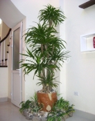 Cây Đại Lộc 011