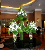 Hoa đại sảnh 018